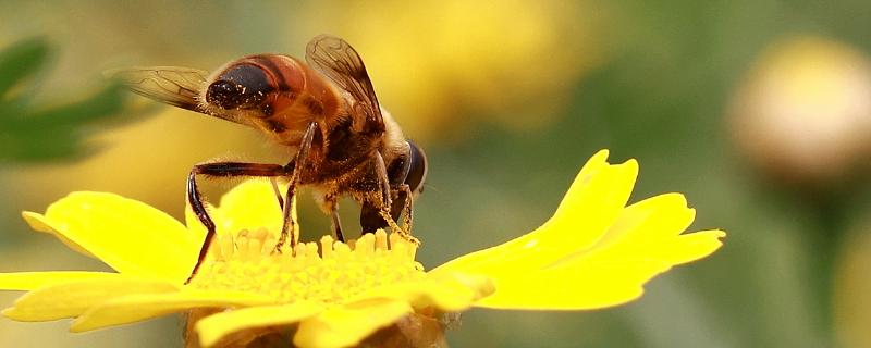 蜜蜂种类，蜜蜂蜇了如何处理