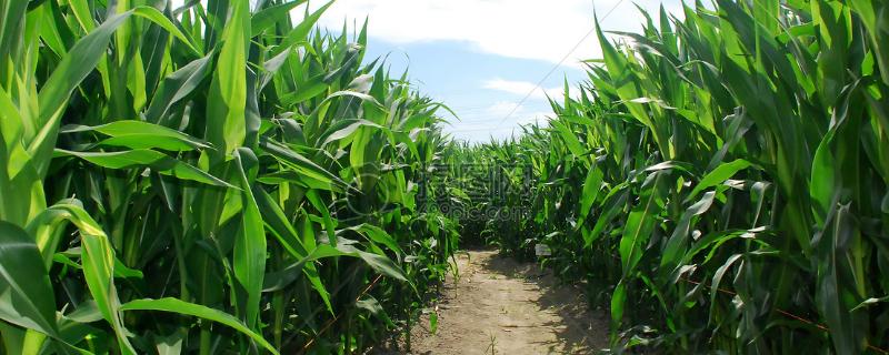 玉米打控旺剂能和叶面肥一起用吗，控旺剂的作用是什么