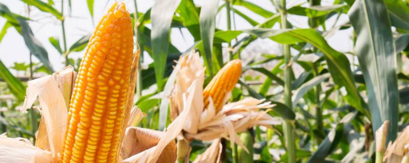 乙羧氟草醚能打玉米吗，对下茬作物有影响吗