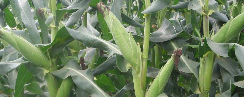 玉米误打了草甘膦怎么挽救，草甘膦是不是有机磷农药