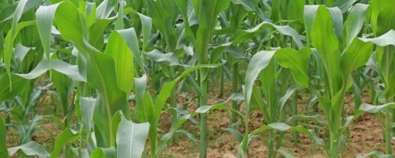 玉米苗出杈子是什么原因，玉米播种前种子应该如何处理