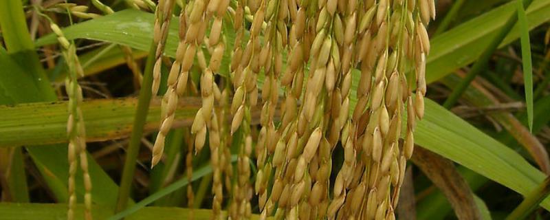 早稻育秧如何催芽，早稻和晚稻有什么区别