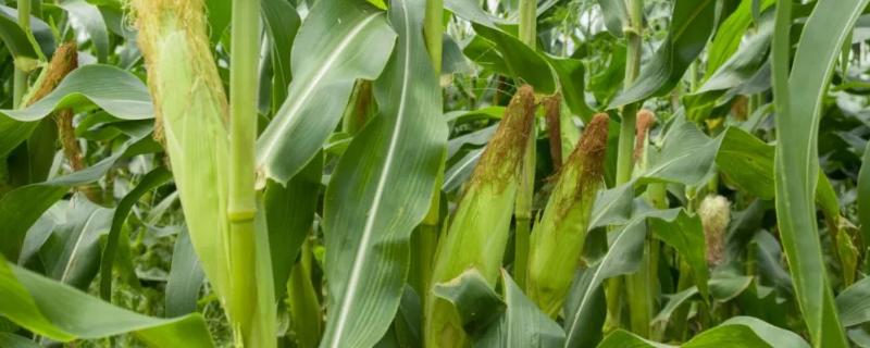 玉米一般播种后多少天抽穗，抽穗期要施什么肥