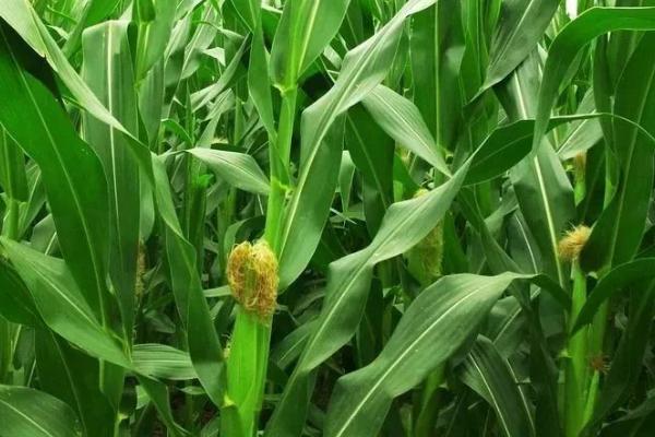 玉米常见的病害及防治方法