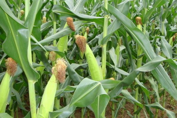 玉米常见的病害及防治方法
