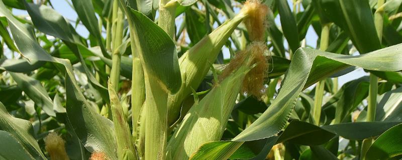 新疆玉米最高产量，种什么品种好