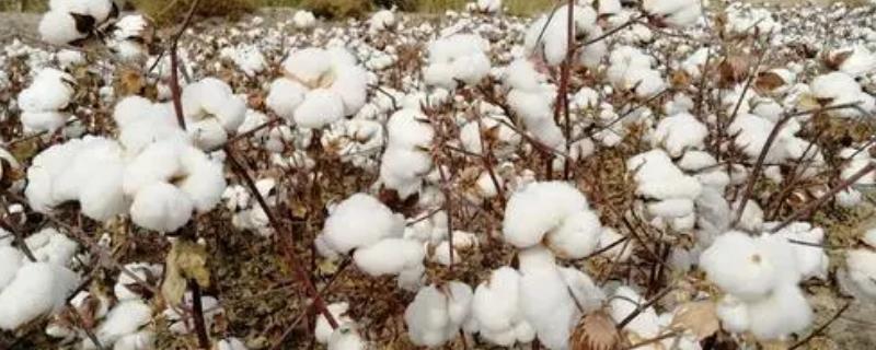 棉花的生长过程图顺序，适合在什么土壤中生长