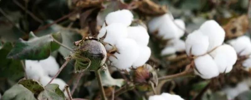 棉花每个生长周期的施肥方案，施肥用一铵还是用二铵