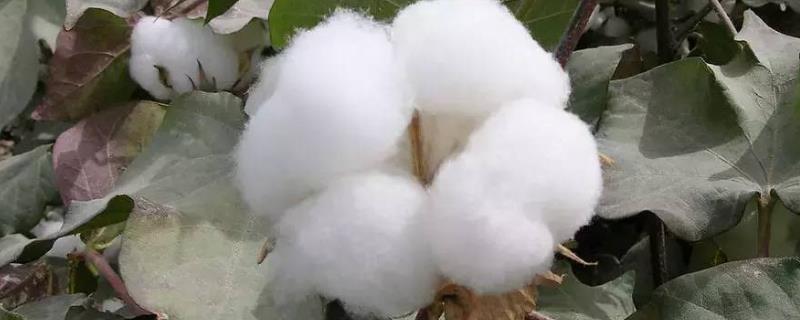 棉花产量形成过程中的自我调节性，哪个品种的棉花产量高