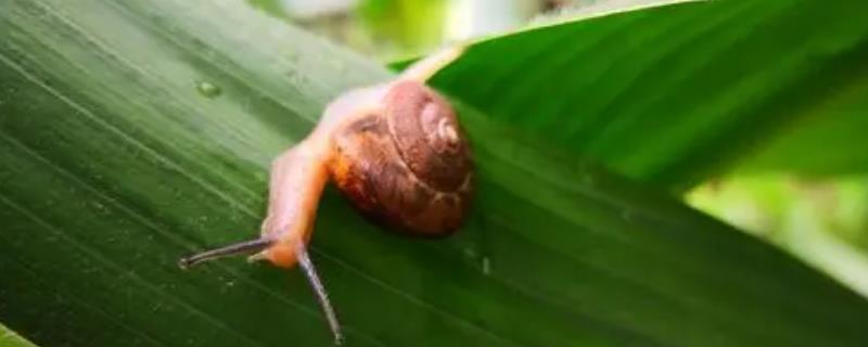 玉米地蜗牛怎么治，蜗牛对玉米有什么危害