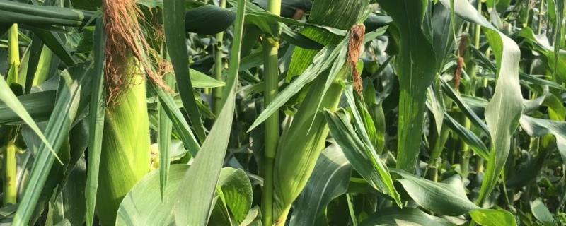 玉米最快多少天成熟，成熟期在几月份