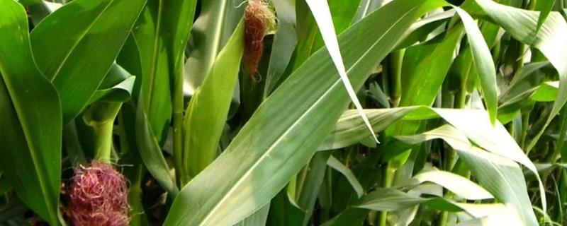 硝灭氰草津对玉米田是否安全，会不会影响下茬作物