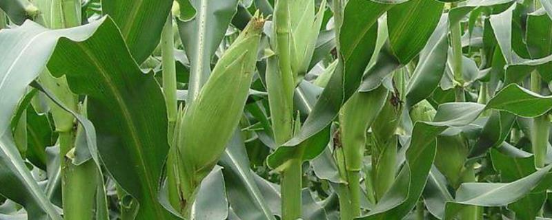 玉米烂心用什么农药治，是什么原因导致的