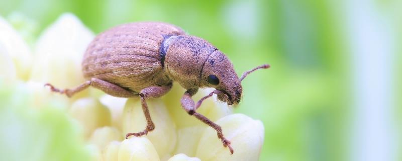 象甲虫有什么特效药，主要危害哪些作物