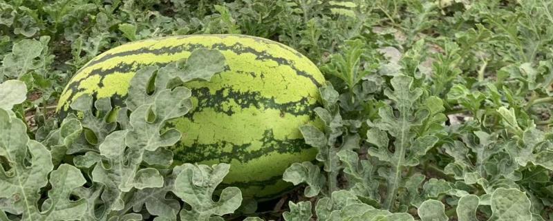 西瓜亩产量一般是多少公斤，西瓜一般在几月份种植