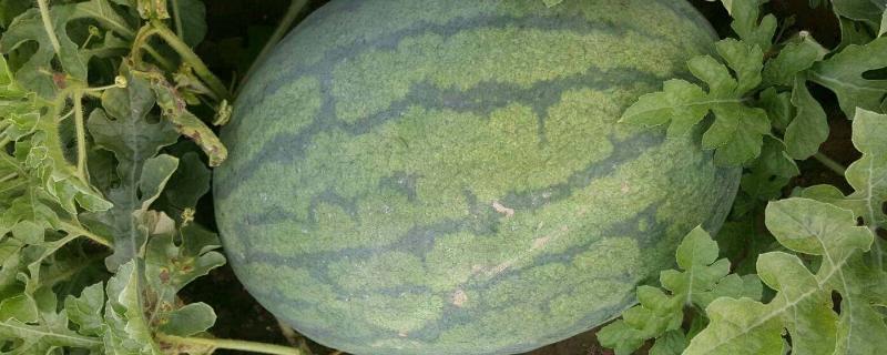 龙卷风西瓜品种介绍，适合在哪些地方种植