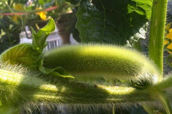北瓜的种植技术和方法