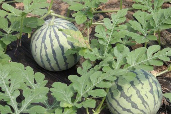 12月份可以种西瓜吗，附种植方法