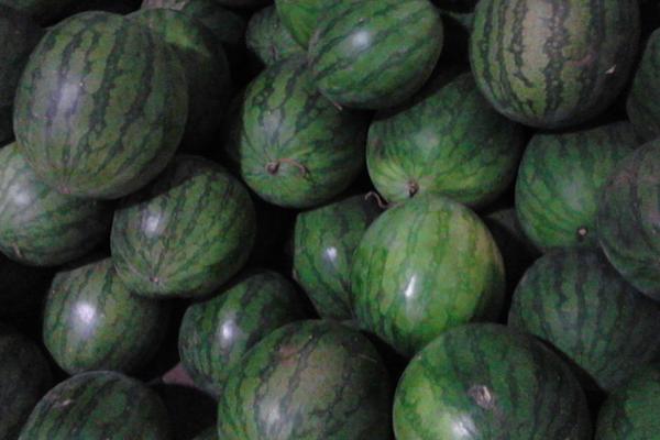 长西瓜品种