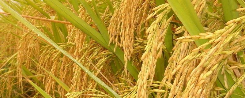 灵斯科丹影响水稻分蘖吗，分蘖多少棵够用