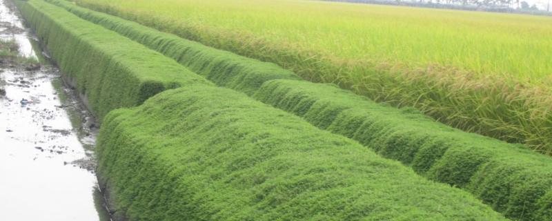 水稻田埂除草最佳配方，除草剂什么时候打效果好