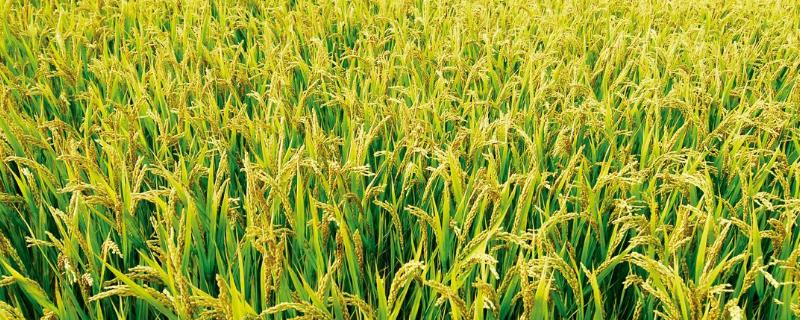 亩产水稻一般多少斤，适合生长在什么土壤里