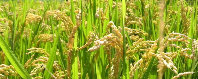 水稻一年最多几季，哪里可以种一年两季水稻