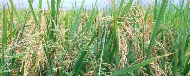 安达星除草剂对水稻产量有没有影响，除草剂中毒怎么办