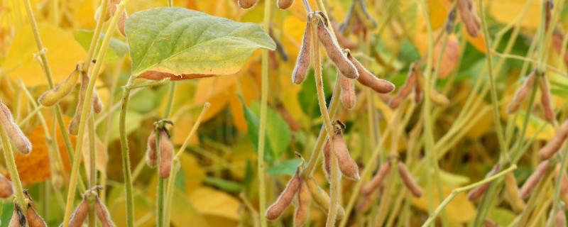大豆播种深度对大豆的影响，大豆播种时间和收获时间