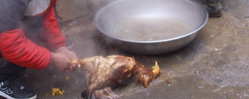 宰杀后的鸡怎样判断是否土鸡，土鸡和蛋鸡有什么区别