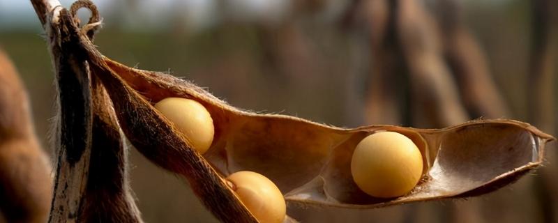 大豆病虫害的防治和用药