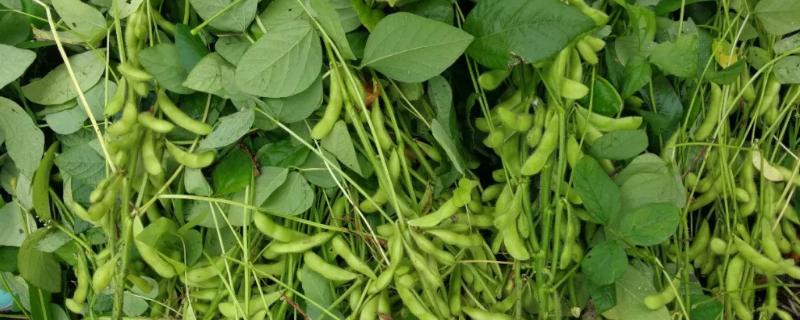 大豆花期管理及病虫害防治