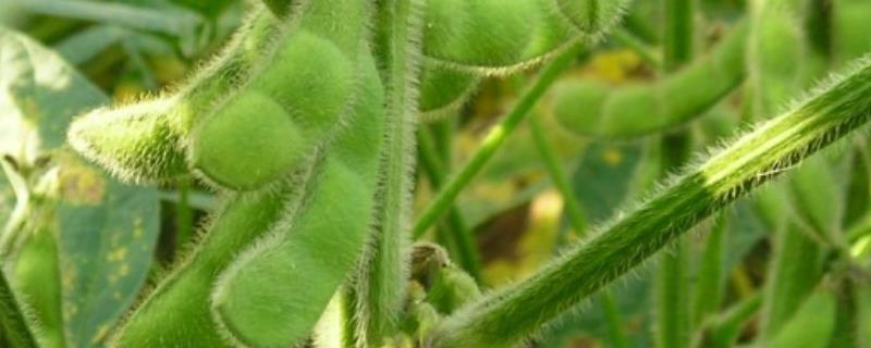 夏大豆高产种植新技术，夏大豆生育期一般多长