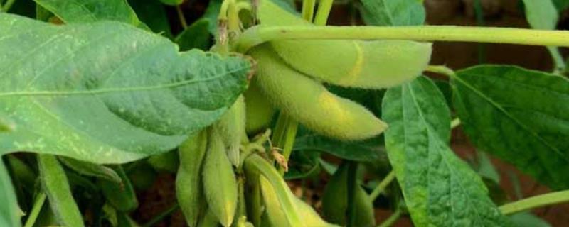 大豆开花结荚期的管理技术有哪些，有哪些病虫害
