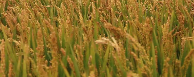 中国的水稻一年产几次?，一年三熟的地区在哪里