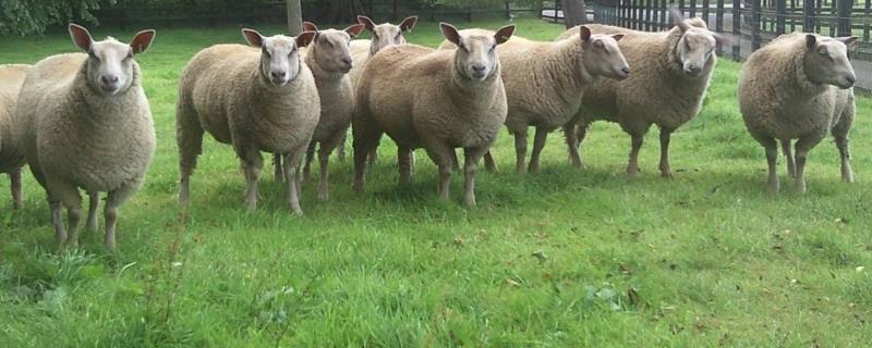 夏洛莱羊一年下几窝羊，夏洛莱羊的优缺点