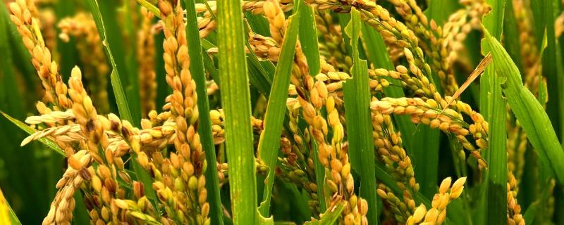 东北水稻一年几季，什么时候开始种植