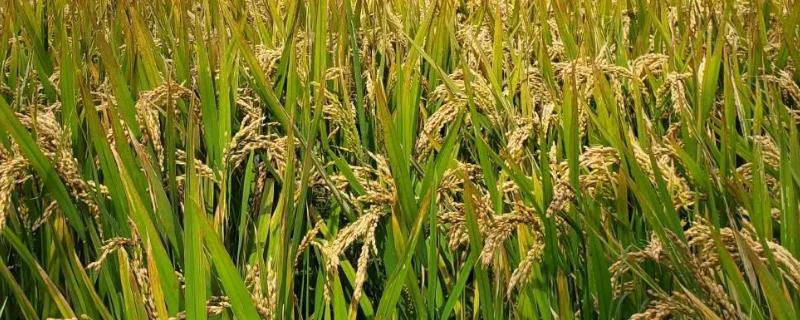 插秧是水稻还是小麦，插秧后什么时候开始追肥