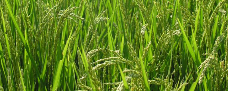 二甲四氯钠对水稻的影响，二甲四氯钠残留期多长