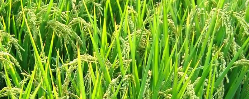 矮壮素对水稻产量有影响吗，矮壮素适合什么植物