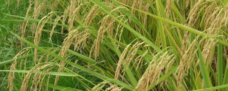 南方水稻一年几熟，南方水稻品种有哪些