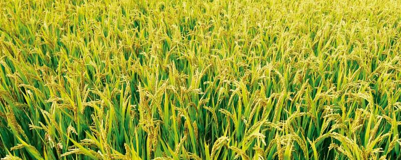 水稻插秧的高产期为，插秧后几天扬返青肥