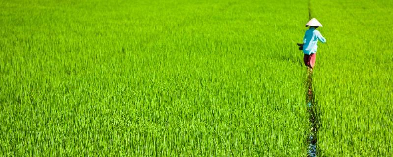 多效唑能与水稻除草剂混用吗，水稻除草剂有哪些品种