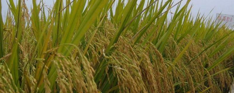水稻分蘖期的田间管理，分蘖期水深好还是水浅好