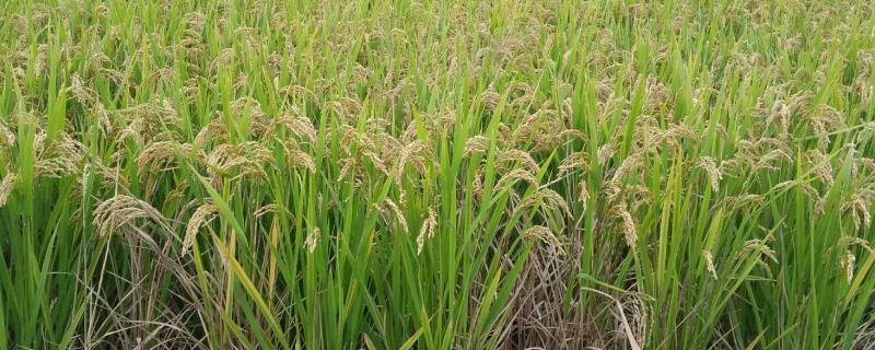 南方水稻的生长周期，南方水稻和北方水稻有什么不一样