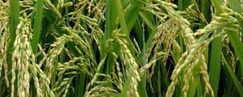 水稻孕穗期能打二甲四氯吗，水稻孕穗期在什么时间