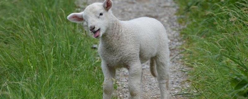 小羊喜欢吃什么，喂什么饲料长得快