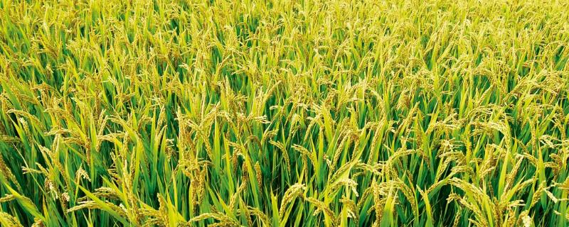 水稻一亩用多少磷酸二氢钾，什么时候用效果好