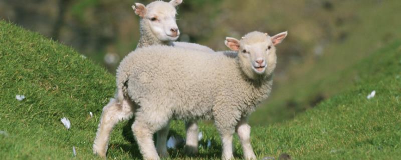 羊的寿命最长是多少年，繁殖能力如何