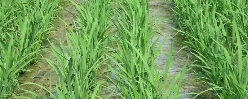 水稻田除草剂除草列表，除草剂上午打好还是下午